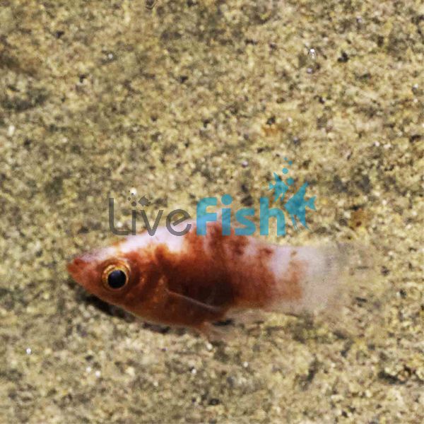 Tiger Platy 4cm