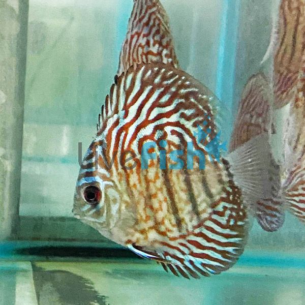 Tiger Turquoise Discus 7cm