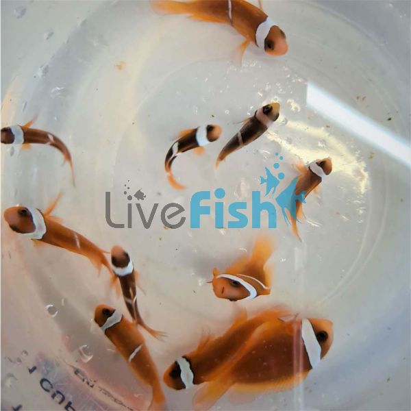 2x Tomato Clownfish 3cm