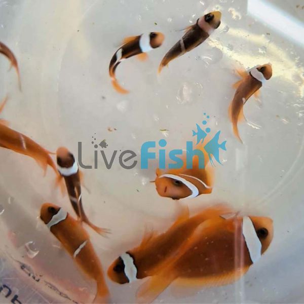 2x Tomato Clownfish 4cm