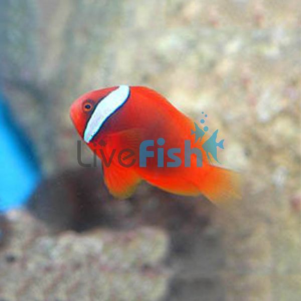 Tomato Clownfish MED