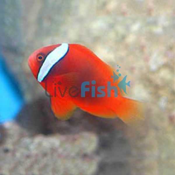 Tomato Clownfish LGE