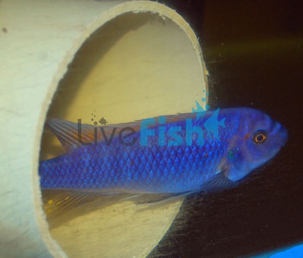 Labeotropheus Trewavasae 4cm