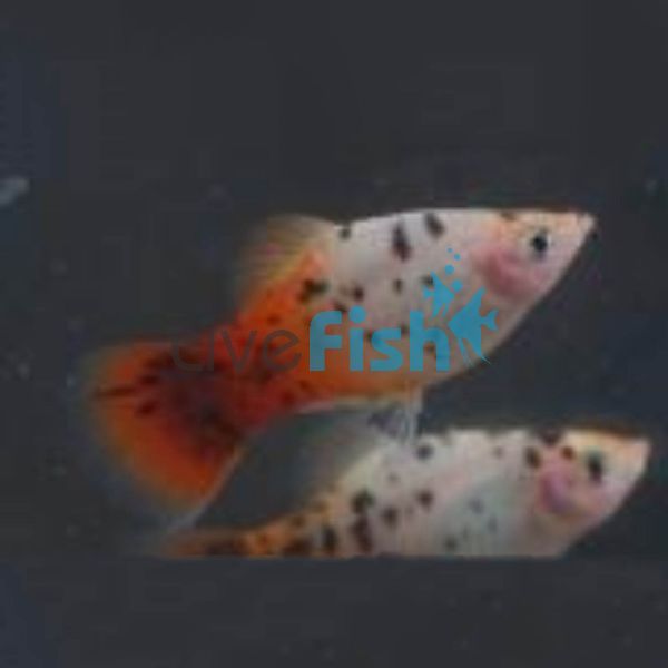 TriColour Platy 4cm