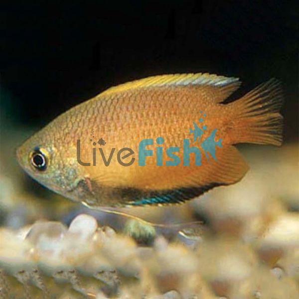 Gold Honey Dwarf Gourami 4cm 