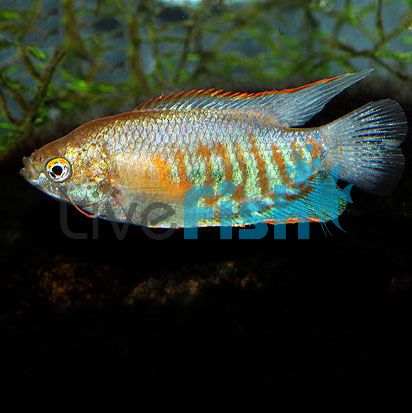 Indian Banded Gourami 7cm