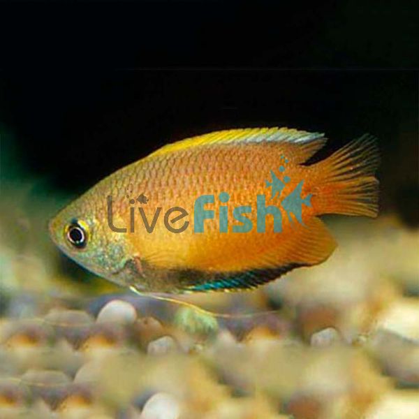 Honey Dwarf Gourami 3.5cm