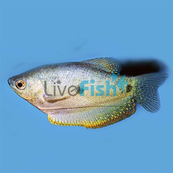 Blue Gourami - Three Spot 7cm