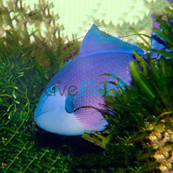 Redtooth Triggerfish - Small