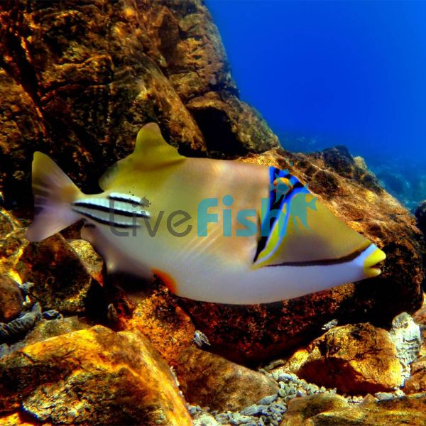 Triggerfish Assasi - Medium
