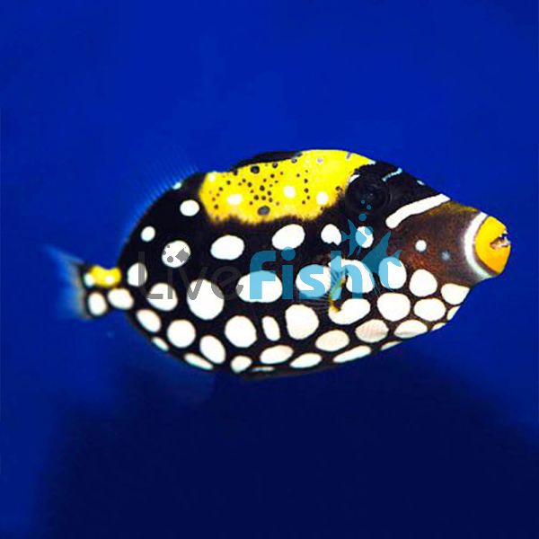 Clown Triggerfish - Medium