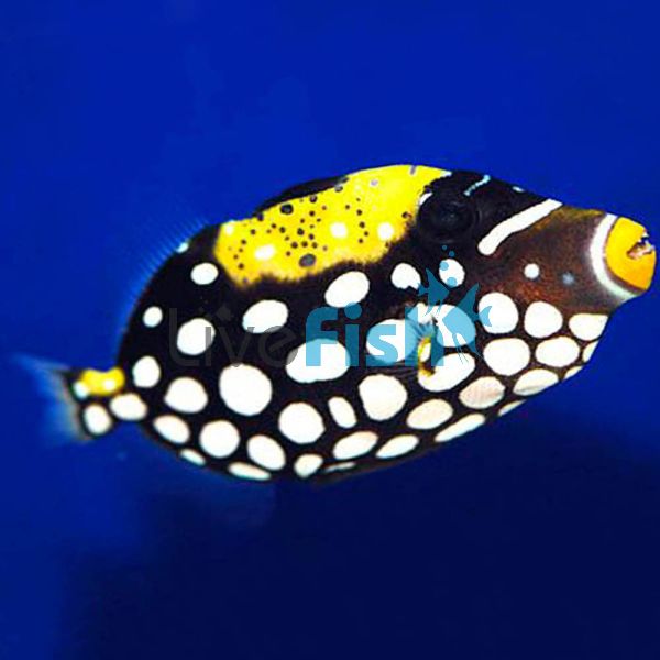 Clown Triggerfish - Large