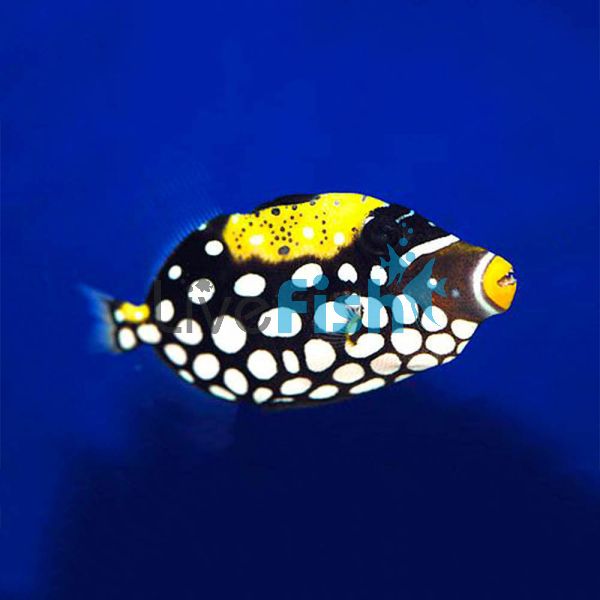 Clown Triggerfish - Small