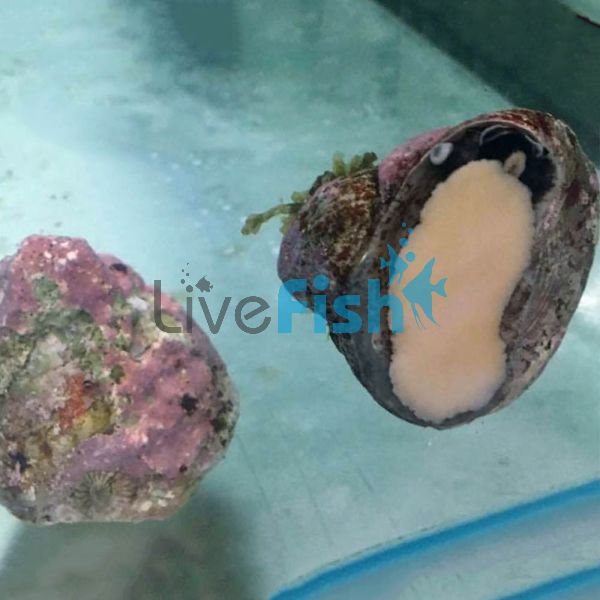 Trochus Snail - Medium