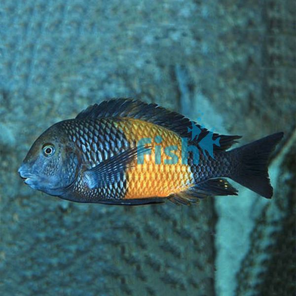 Tropheus Bemba Red 2.5cm (Juvenile Colour)