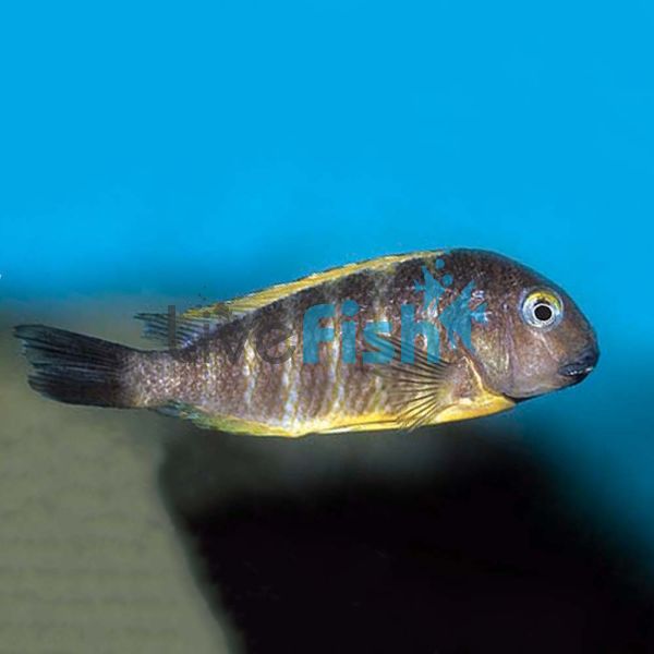 Tropheus Brichardi 7cm