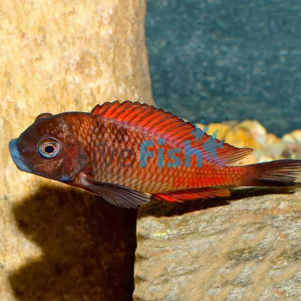 Tropheus Moliro Red 5cm