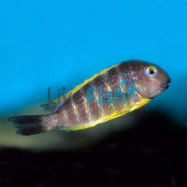 Ujiji - Tropheus Brichardi 7cm