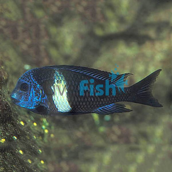 Tropheus Duboisi Maswa 15cm