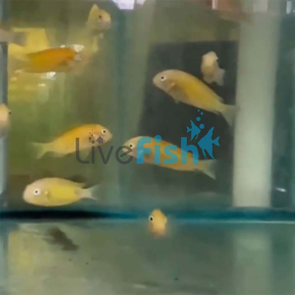 Tropheus Golden Fire Fox 5cm