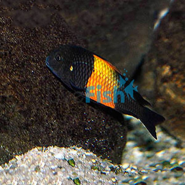 Tropheus Bemba Red 3.5cm