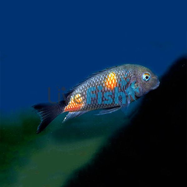 Cherry Spot 4cm