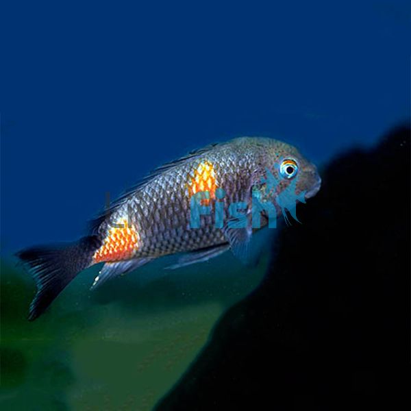 Cherry Spot 5cm