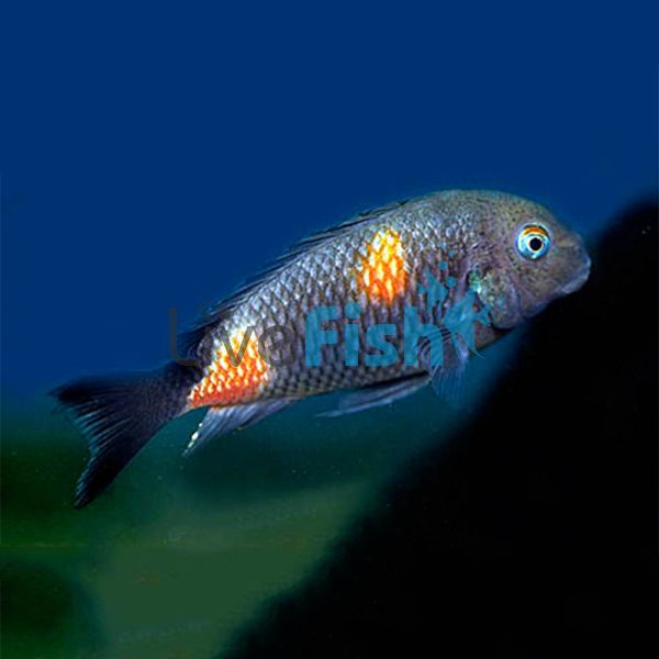 Cherry Spot 7cm