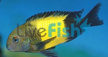 Tropheus Kaiser Ikola 3cm