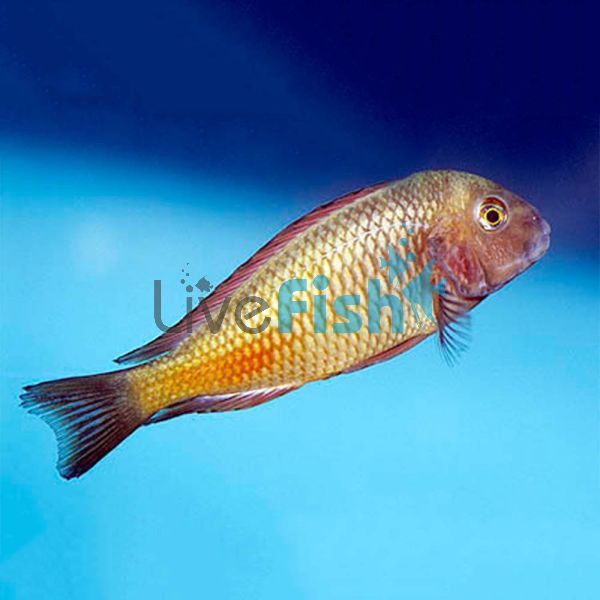 Tropheus Moliro Red 3.5cm