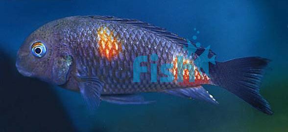Tropheus Bemba Red 3cm