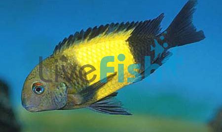 Tropheus Kaiser Ikola 9cm