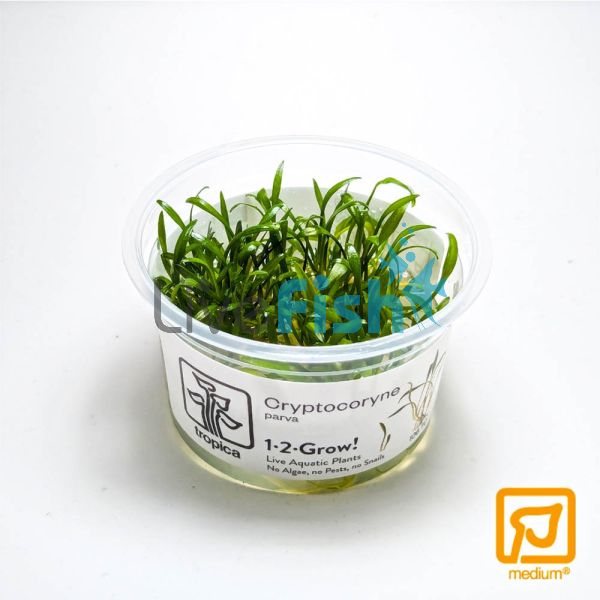 Tropica TC - Cryptocoryne Parva