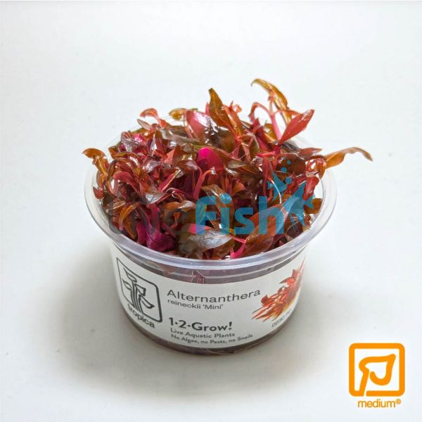 Tropica TC Alternanthera Reineckii 'Mini'