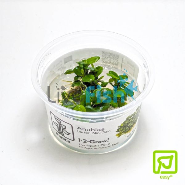 Tropica TC Anubias Barteri 'Mini Coin'