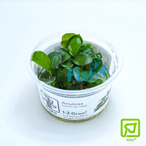 Tropica TC Anubias Barteri Nana