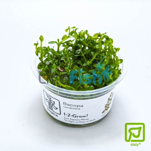 Tropica TC Bacopa Caroliniana