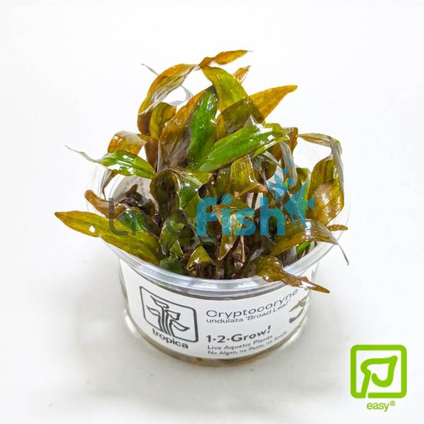Tropica TC Cryptocoryne Undulata 'Broad Leaf'