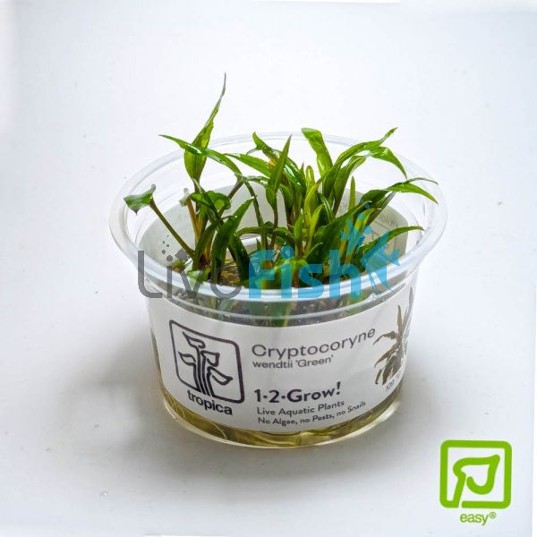 Tropica TC Cryptocoryne Wendtii 'Green'