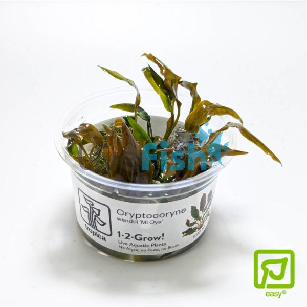 Tropica TC Cryptocoryne Wendtii 'Mi Oya'