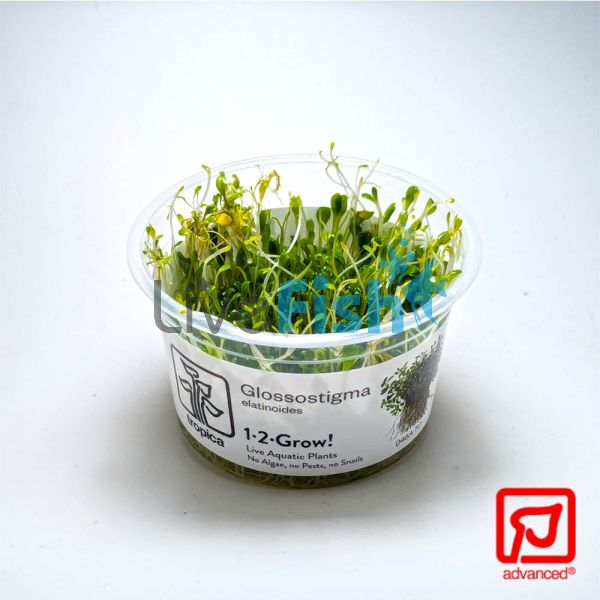 Tropica TC Glossostigma Elatinoides