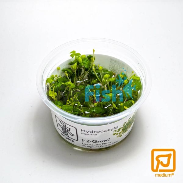 Tropica TC Hydrocotyle Tripartita