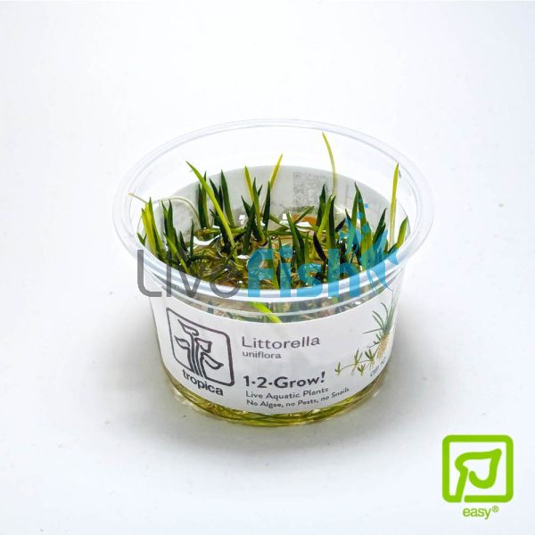 Tropica TC Littorella Uniflora