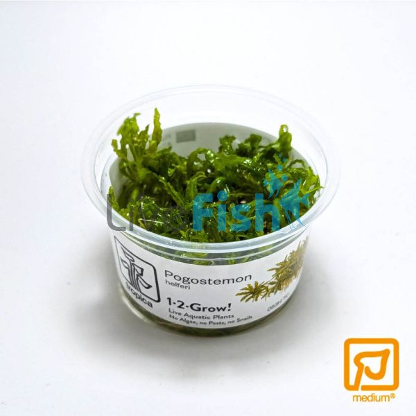 Tropica TC Pogostemon Helferi