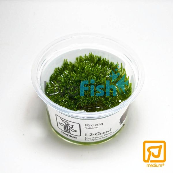 Tropica TC Riccia Fluitans