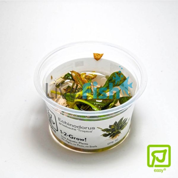 Tropica TC Sword Grisebachii 'Tropica'