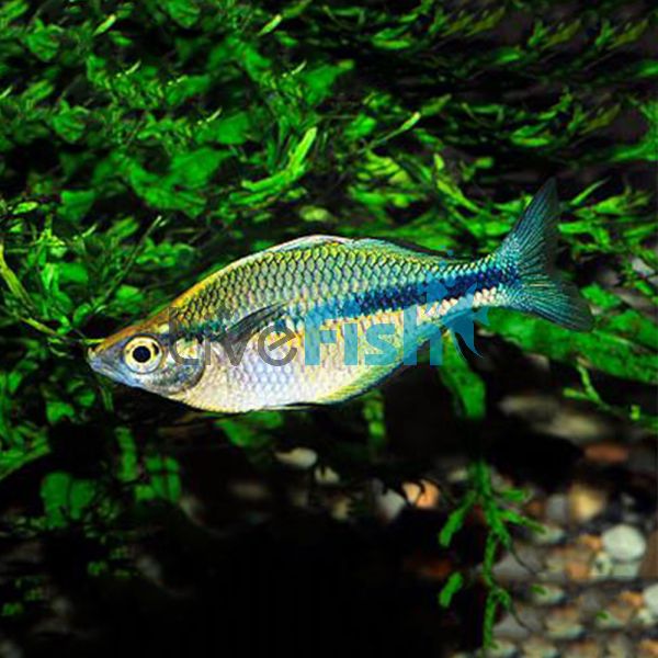 Turquoise Rainbow Lacustris 6cm