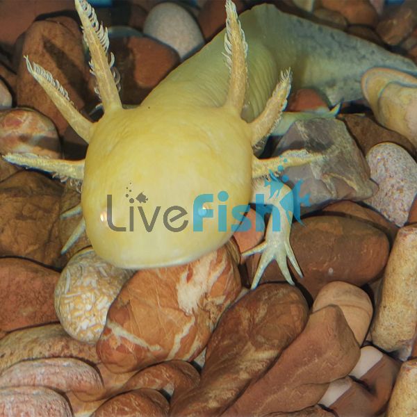 Turtle and Axolotl Pebble 5kg