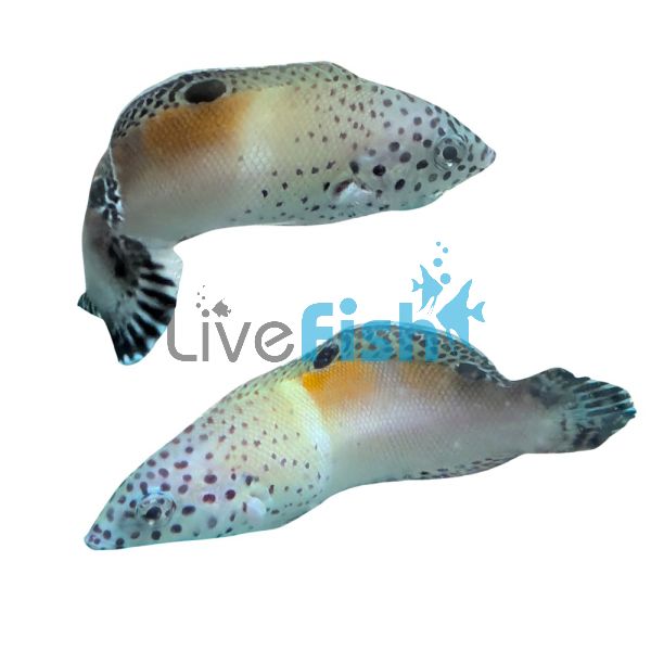 Twin Spot Wrasse - Medium