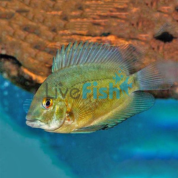 Cichlid Uaru 6cm